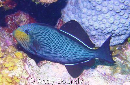 Black Durgon - not black at all as you can see - they loo... by Andy Boundy 