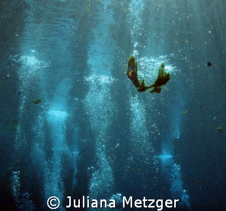 All the bubbles of other divers getting certified  by Juliana Metzger 