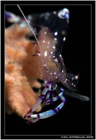 Just another crusty but taken in realy poor vis after a b... by Yves Antoniazzo 