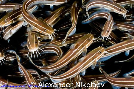 Lined eel catfish. Canon 40D, Sigma 50mm macro. by Alexander Nikolaev 