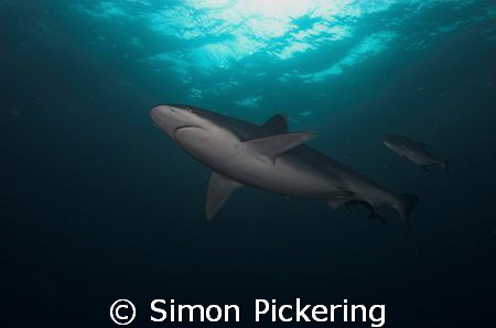 Silvertip at Silverado site Cocos Island - managed to get... by Simon Pickering 
