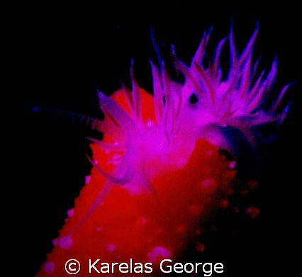 Two nudies.Nikonos V, 1:3 macro tube by Karelas George 