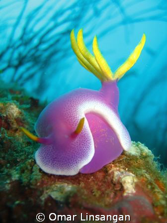 Hypselodoris apolegma. This photograph was taken in 2007 ... by Omar Linsangan 