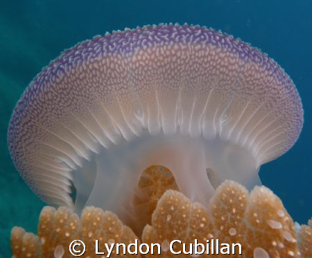 Jelly Dome - inspiration for the next olympic stadium? by Lyndon Cubillan 