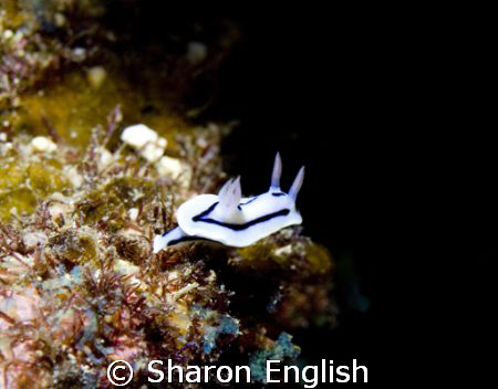 Common but still beautiful - Lochs Chromodoris by Sharon English 