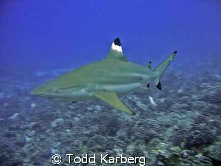 Black tip reef shark by Todd Karberg 
