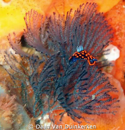An absolutely tiny Nudibranch (max. 4 or 5 mm) in Komodo ... by Daan Van Duinkerken 