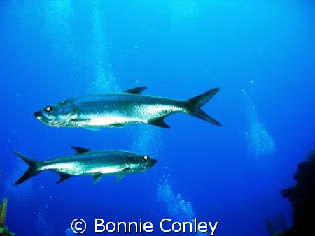 Tarpon at Grand Cayman.  Photo taken on July 27, 2008 wit... by Bonnie Conley 