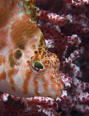 Pretty little Dwarf Hawkfish (Cirrhitichthys falco) in Pu... by Jim Chambers 