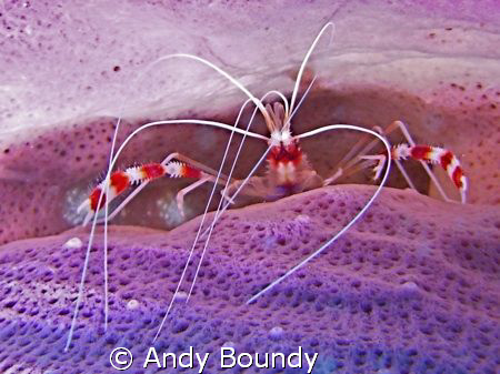Banded coral shrimp - this guy was in a sponge at about 5... by Andy Boundy 