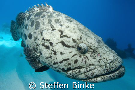 large cod in the northern great barrier reef, cod hole! N... by Steffen Binke 