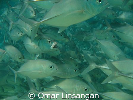 Which of these things is not like the other? Did somethin... by Omar Linsangan 