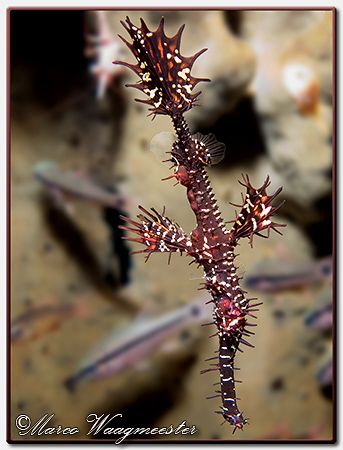 Ornate Ghost-pipefish (Solenostomus paradoxus) in Tulambe... by Marco Waagmeester 