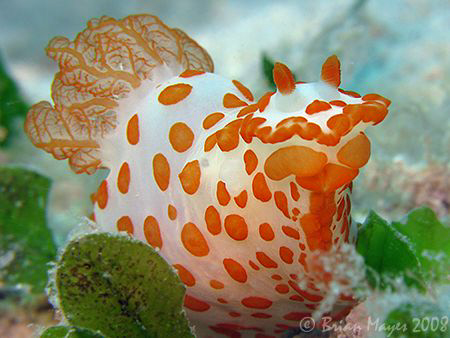 This charming little Red-Papulose Gymnodoris (Gymnodoris ... by Brian Mayes 