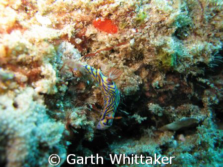 Sodwana always full of colour by Garth Whittaker 