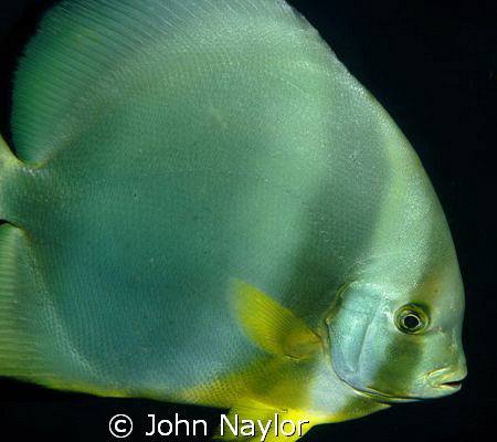 Red sea bat fish by John Naylor 