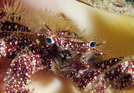 Who likes blue eyed blondes ?  Hermit Crab in Cerro Godo ... by Juan Torres 