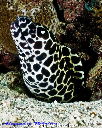 Honeycomb moray. Canon 40D, SIGMA 50mm MACRO. by Alexander Nikolaev 