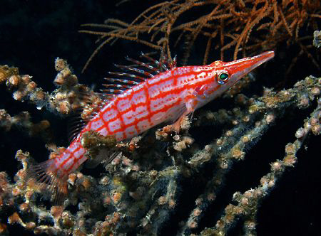 Longnose Hawkfish, Tulamben by Doug Anderson 