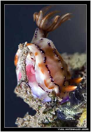 Pretty nudi laying eggs D200/!05 VR by Yves Antoniazzo 