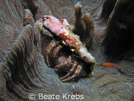 Hermit crab on the moon ?  Taken with Canon S70 and Macro... by Beate Krebs 