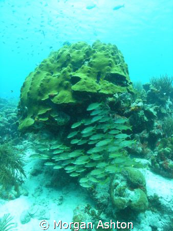 Coral Scene in Bonaire. The lack of strobe lighting was n... by Morgan Ashton 