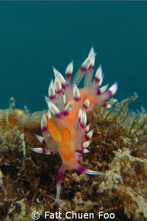 Nudibranch, Flabellina family by Fatt Chuen Foo 