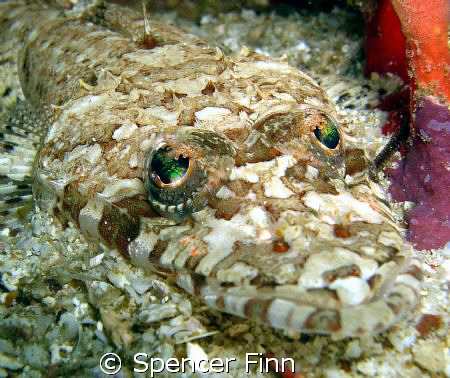 Crocodile fish, Shark cave Burma by Spencer Finn 