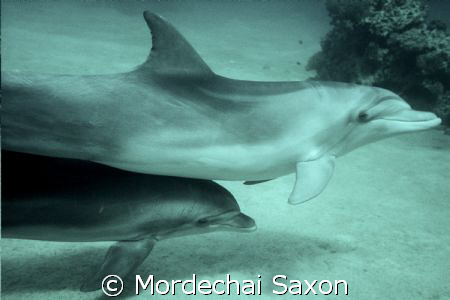 Mommy and Baby Dolphin (6 weeks old) swimming together. by Mordechai Saxon 