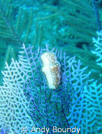 Flamingo Tongue Nudibranch (just like saying that!) on a ... by Andy Boundy 
