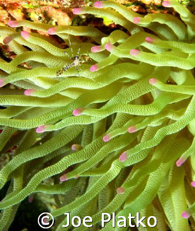 Tiny crab found on a giant anemone off the island of Cura... by Joe Platko 