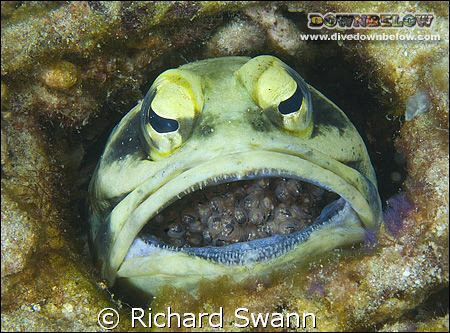 Giant Jawfish brooding eggs. Nikon D2x, 60mm lens manual ... by Richard Swann 