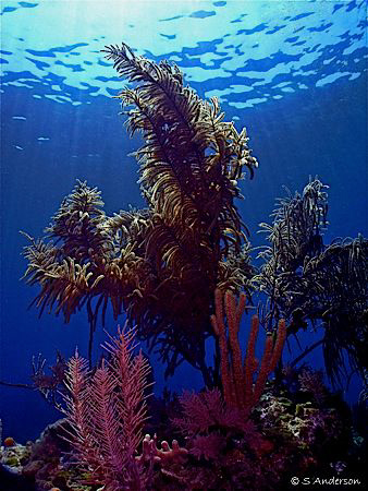 This photo was taken off Nassau. I like this shot because... by Steven Anderson 