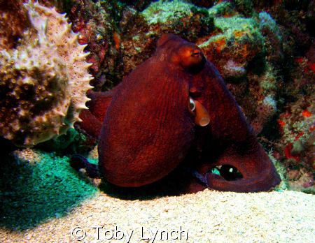 Exit stage right--- I was lucky enough to get this shot b... by Toby Lynch 