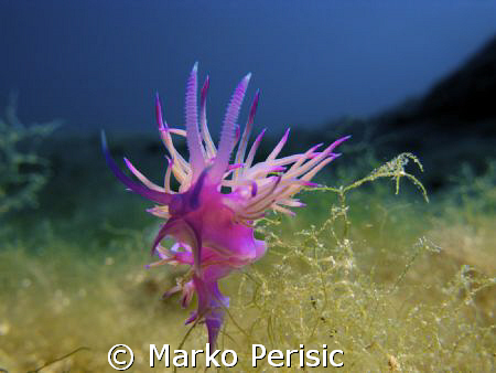 Dance of the Pink Flabelline (flabellina affinis) Komiza ... by Marko Perisic 