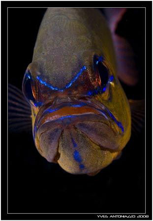 Cardinal daddy is another one of those creatures with no ... by Yves Antoniazzo 