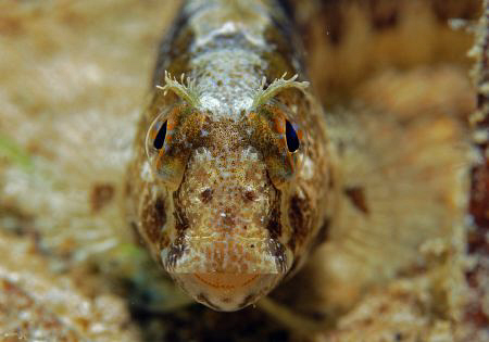 Nikon D80, 60mm by Andy Kutsch 