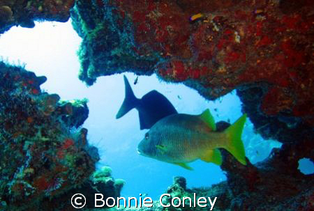 Photo taken July 2008 in Grand Cayman with a Canon SD550. by Bonnie Conley 