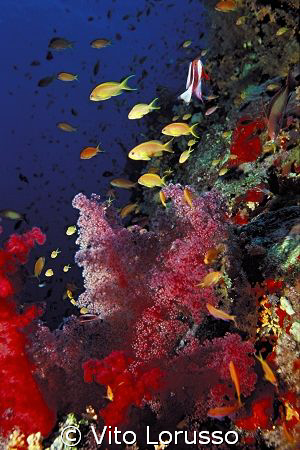 Corals - Dendronephthya sp. by Vito Lorusso 