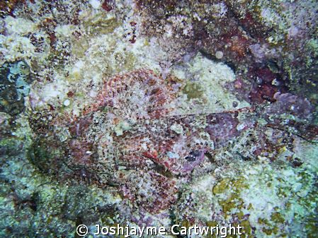 Scorpion Fish on the Sunabe Sea Wall. by Josh&jayme Cartwright 