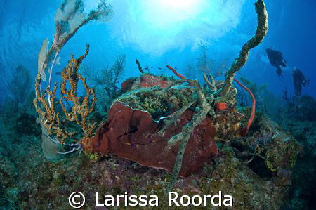 Fisheye coral head shot.  Playing with fish-eye for the f... by Larissa Roorda 