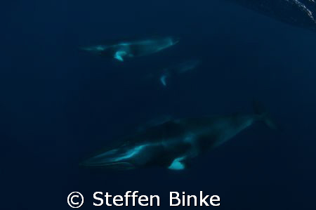 4 minke's in one picture, nikon D200, 10-17mm wideangle l... by Steffen Binke 