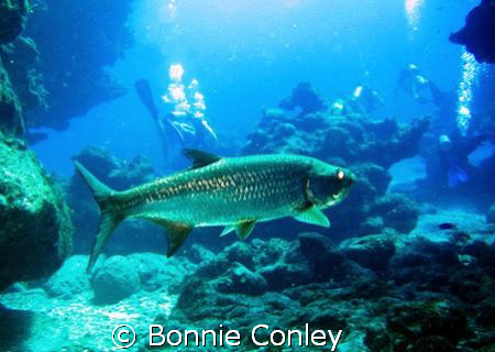 Tarpon seen in Grand Cayman July 2008.  Photo taken with ... by Bonnie Conley 