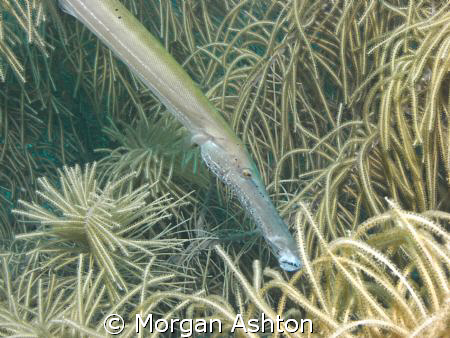 Trumpetfish in Bonaire.  by Morgan Ashton 