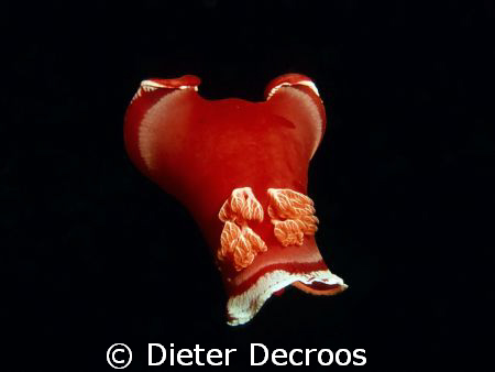 Spanish Dancer by Dieter Decroos 