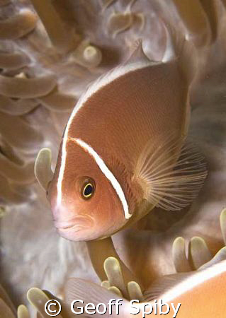 pink anemonefish by Geoff Spiby 