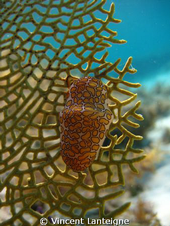 This is a flamingo tongue shot in Turks and Caicos while ... by Vincent Lanteigne 