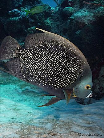 This French Angelfish has the eye and ear to the ground! ... by Steven Anderson 