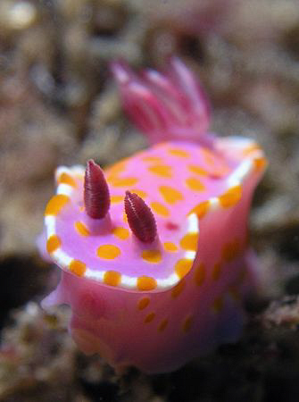 Ceratosoma amoena, Kurnell by Doug Anderson 
