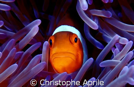 leave me alone... by Christophe Aprile 